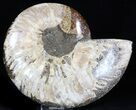Ammonite Fossil (Half) - Million Years #37261-1